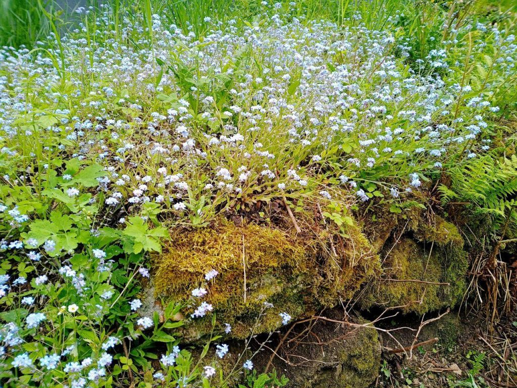 Blumenwiese auf einer Steinmauer.l